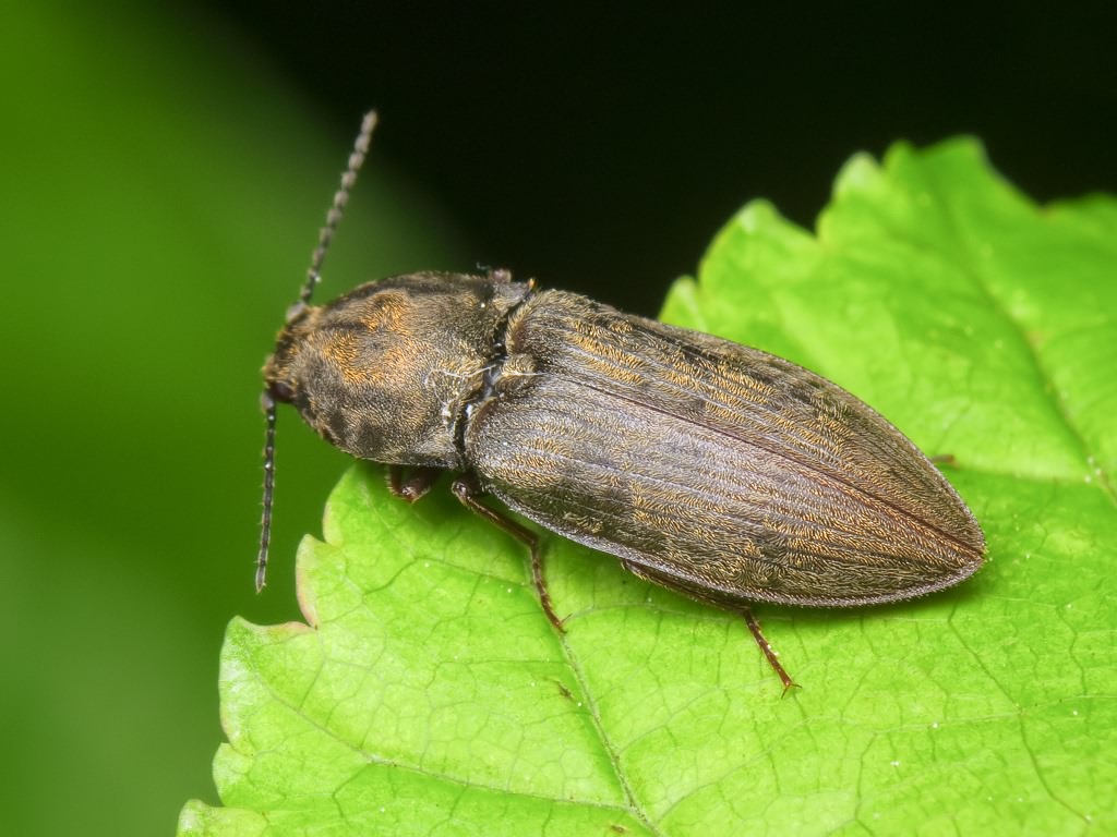 Prosternon tessellatum (Linnaeus, 1758)